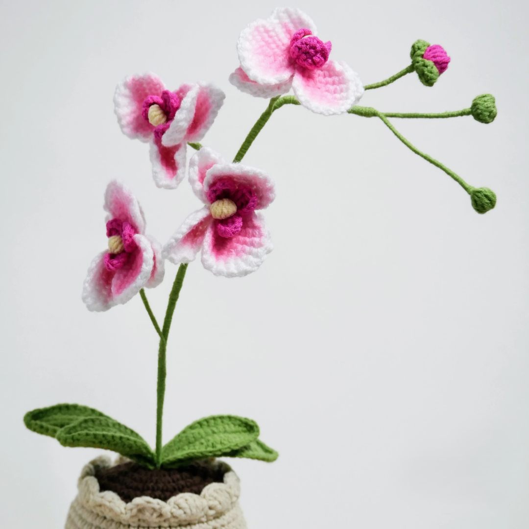 Orchidées