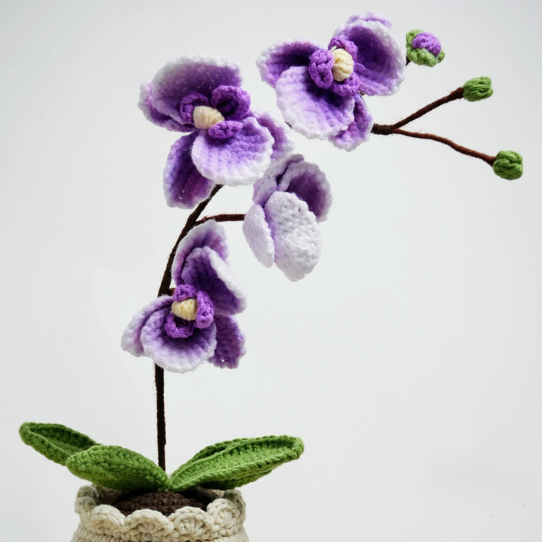 Orchidées