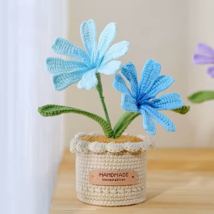 Lewisias