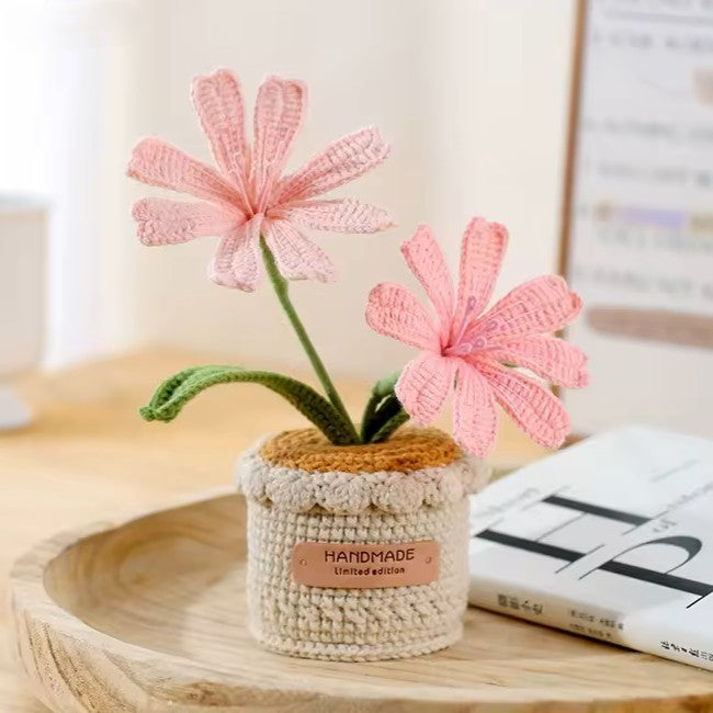 Lewisias