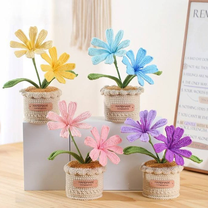 Lewisias